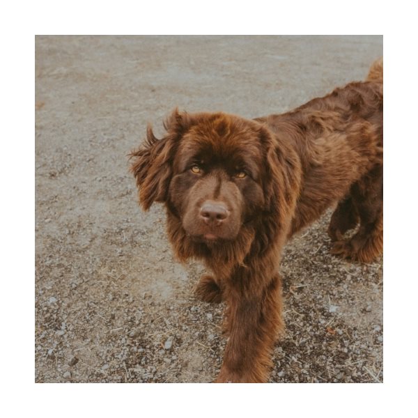 Chien