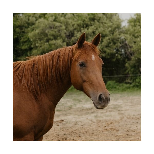Equin
