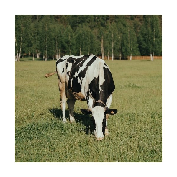 Tous les produits Agricole 