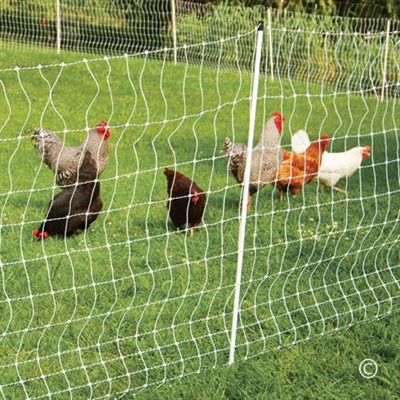 Electric Poultry Net 12 48 3 50m