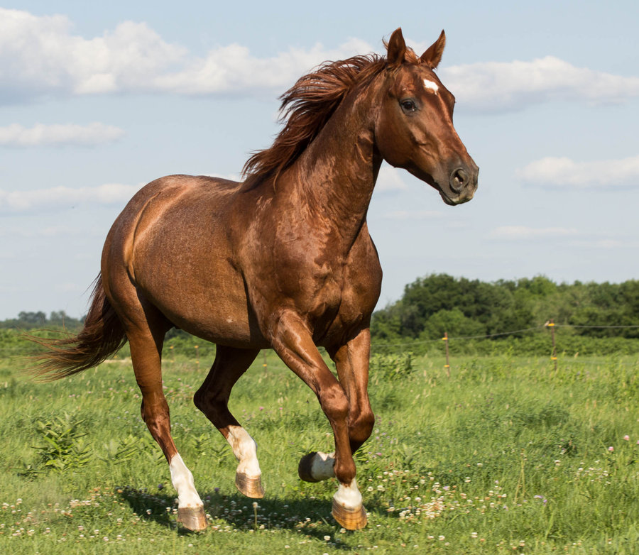 HORSE HORSE